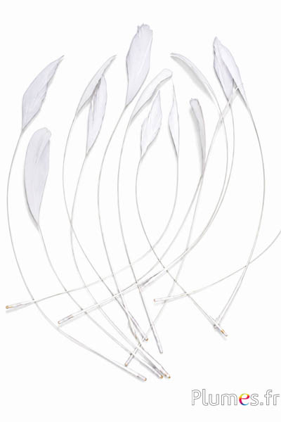 Coquetips - 13-18 cm - weiss